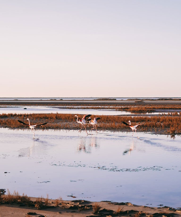 Hotel Luxe Proche Camargue