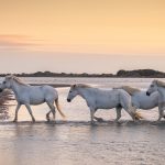 hotel charme proche camargue