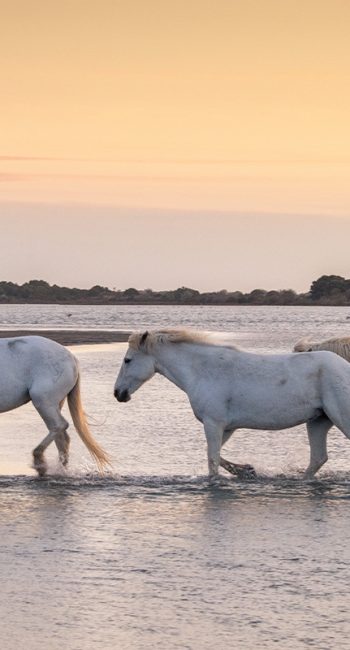 hotel charme proche camargue