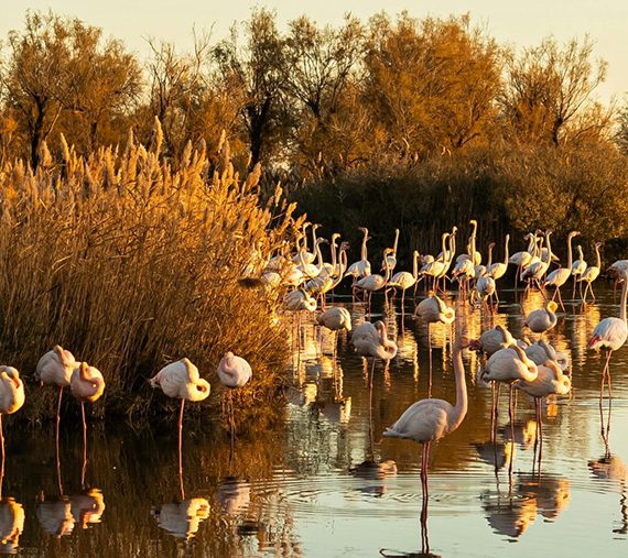 hotel de charme proche camargue